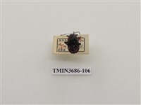 藏品(角盾蝽)的圖片